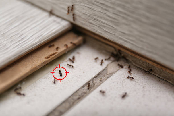 Best Cockroach Control Services  in Hart, TX