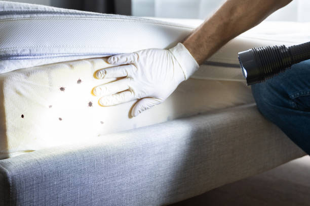 Best Ant Control Services  in Hart, TX