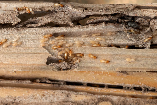 Wildlife Control Services in Hart, TX